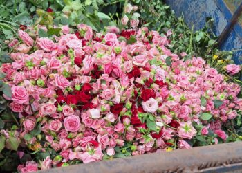 Mass of flowers in a bin